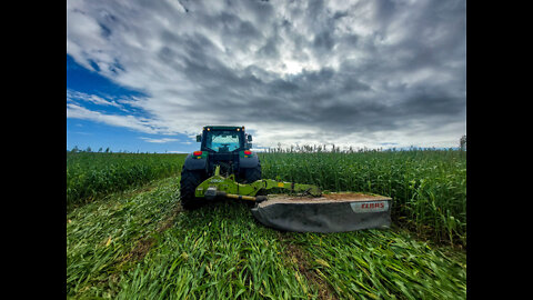 Mowing Sorghum