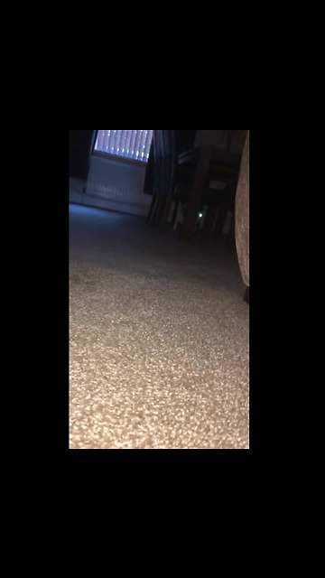 This creature startled me to death