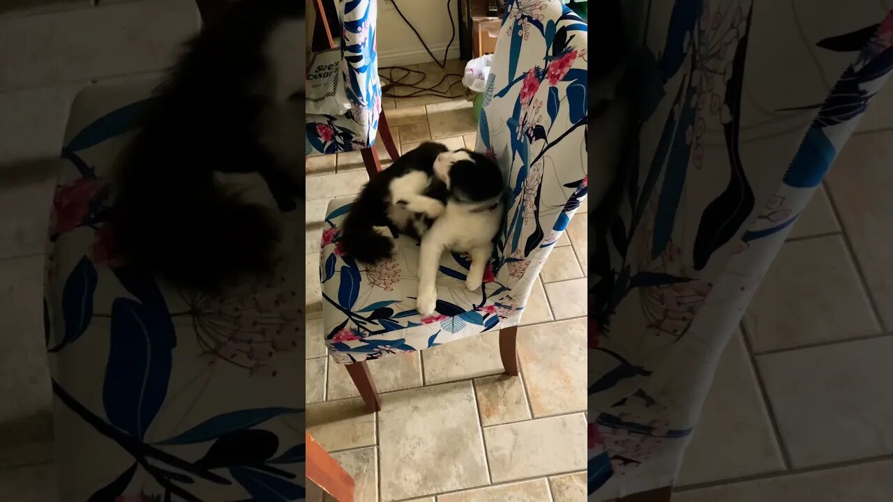 Shop cat Chronicles – From shop cat to dirty traitor 😂 #Shorts￼ #shopcat