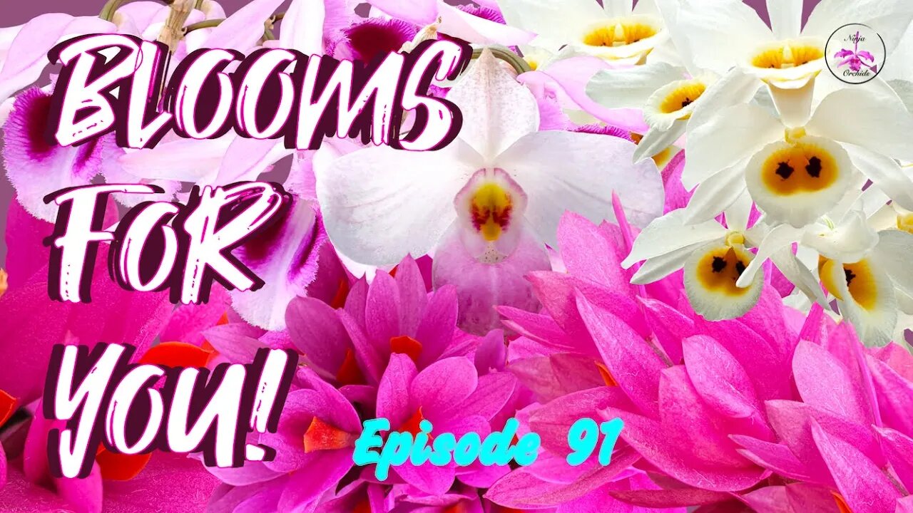 Orchid Updates | Orchid Bloom Dedications | Orchid Blooms for YOU! Episode 91 🌸🌺🌼#ninjaorchids