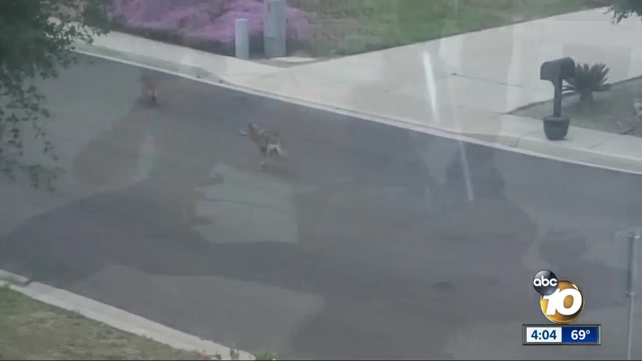 Dog named Roadrunner escapes coyote in chase down Vista street