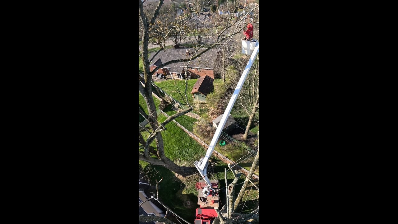 Limbs over power lines and fence