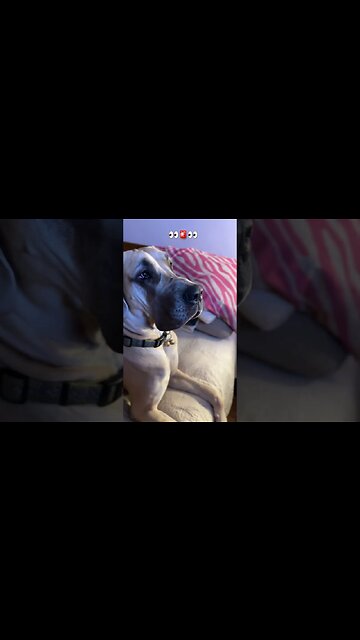 Peanut butter!!!🤣😂🥰 #happy #dog #happydog #like #happy #love #funny #fun #tiktok #peanutbutter