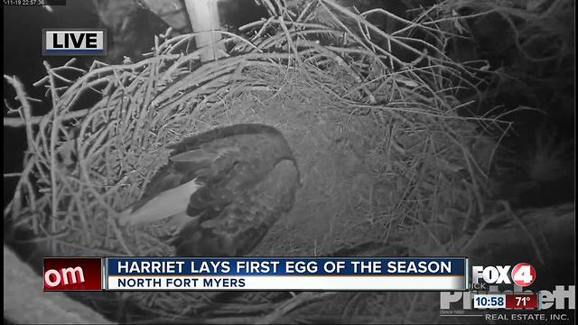 Harriet lays first egg of season