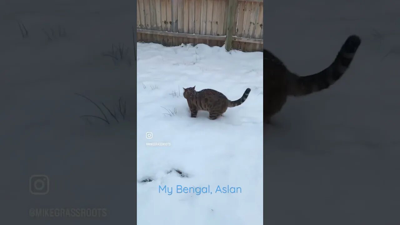 My bengal loves the snow! 🐆 #aslan #bengal #bengalcat #goldandglitterbengal #cat #snow #winter