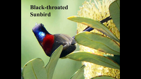 Black-throated Sunbird bird video