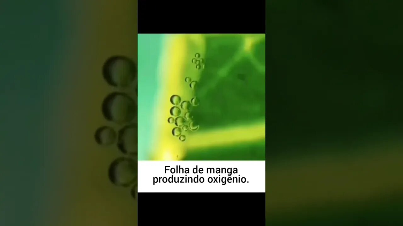 Uma folha de manga vista por um microscópio. As bolinhas são, na verdade, oxigênio sendo liberados!