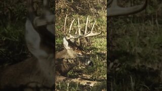 Saturday naps hit different #shorts #deer #deerhunting