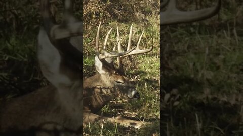 Saturday naps hit different #shorts #deer #deerhunting