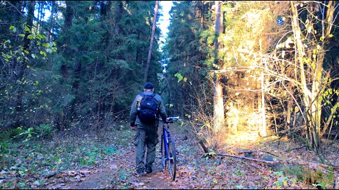 Autumn evening in the woods.