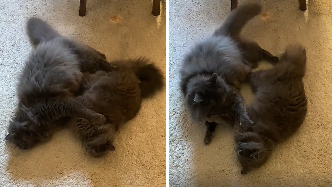 Loving kittens love to playfully fight