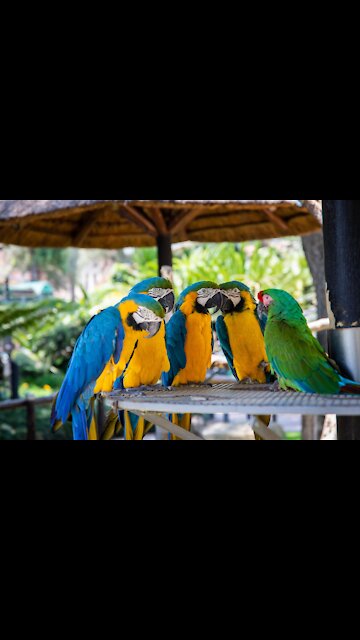 Funny PARROTS 🦜 WATCH NOW