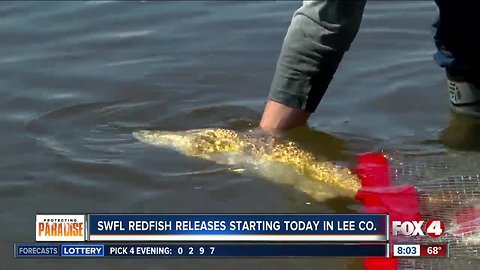 Red tide recovery: Redfish releases in Lee, Charlotte, Collier counties