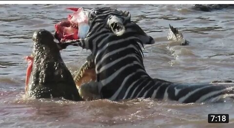 Crocodile attacked on zebra