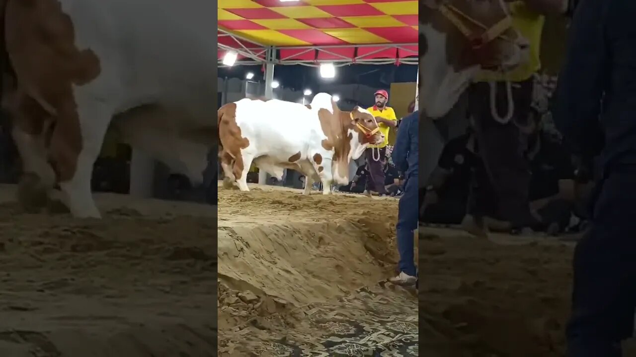 Bakra Eid #cow #bakraeid2023 #youtubeshorts #viral