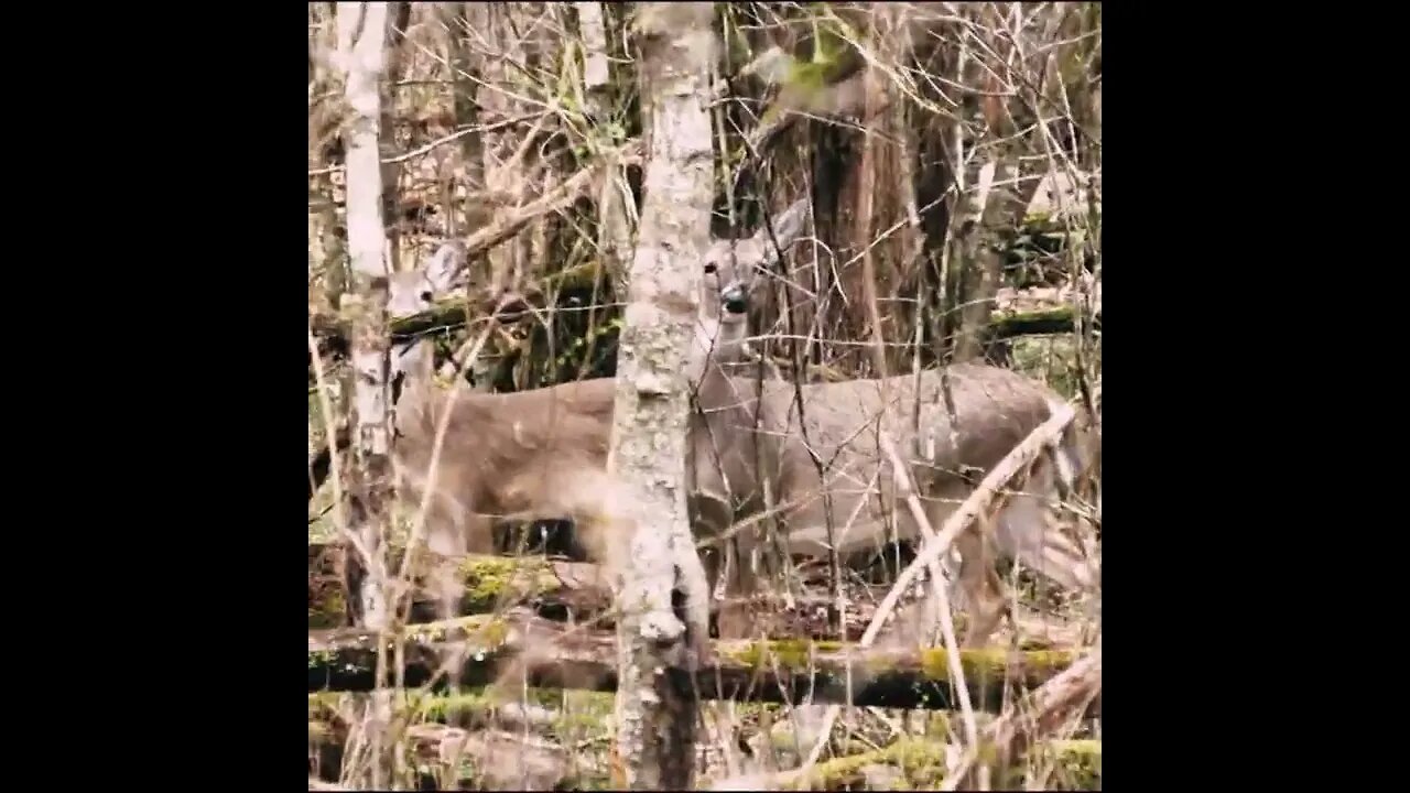 Deer in the Forest