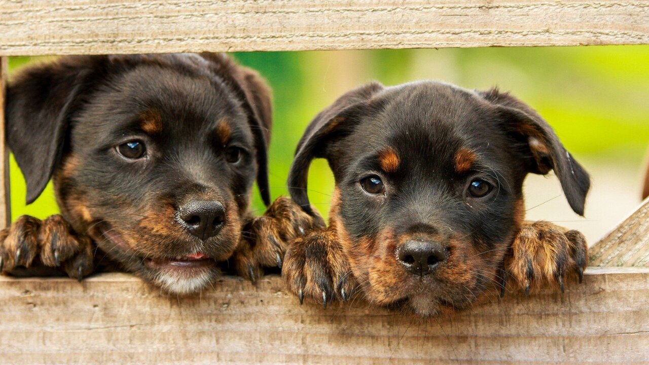 Funniest 🐶 Dogs TikTOK - Awesome Funny Pet Animals Life Videos #Short