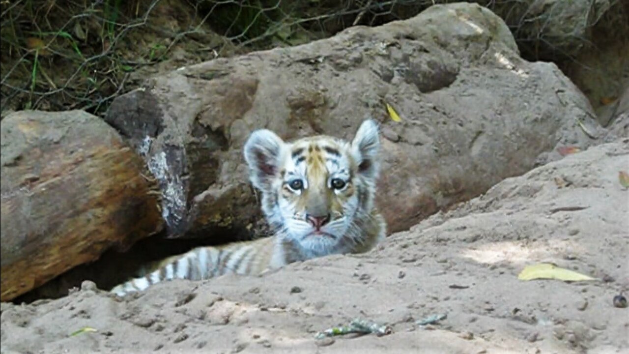 Rare golden tiger cub looks extremely cute!