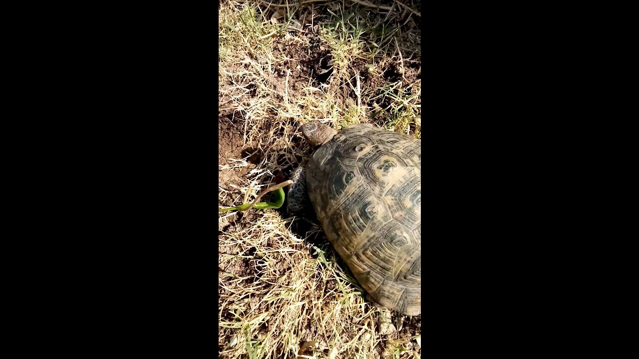 Found a wild turtle in the middle of Spain