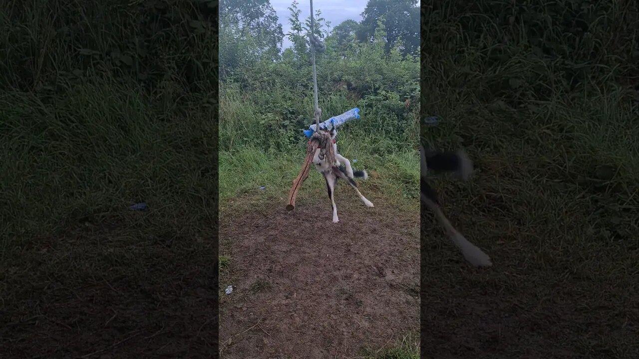 playing with the rope swing