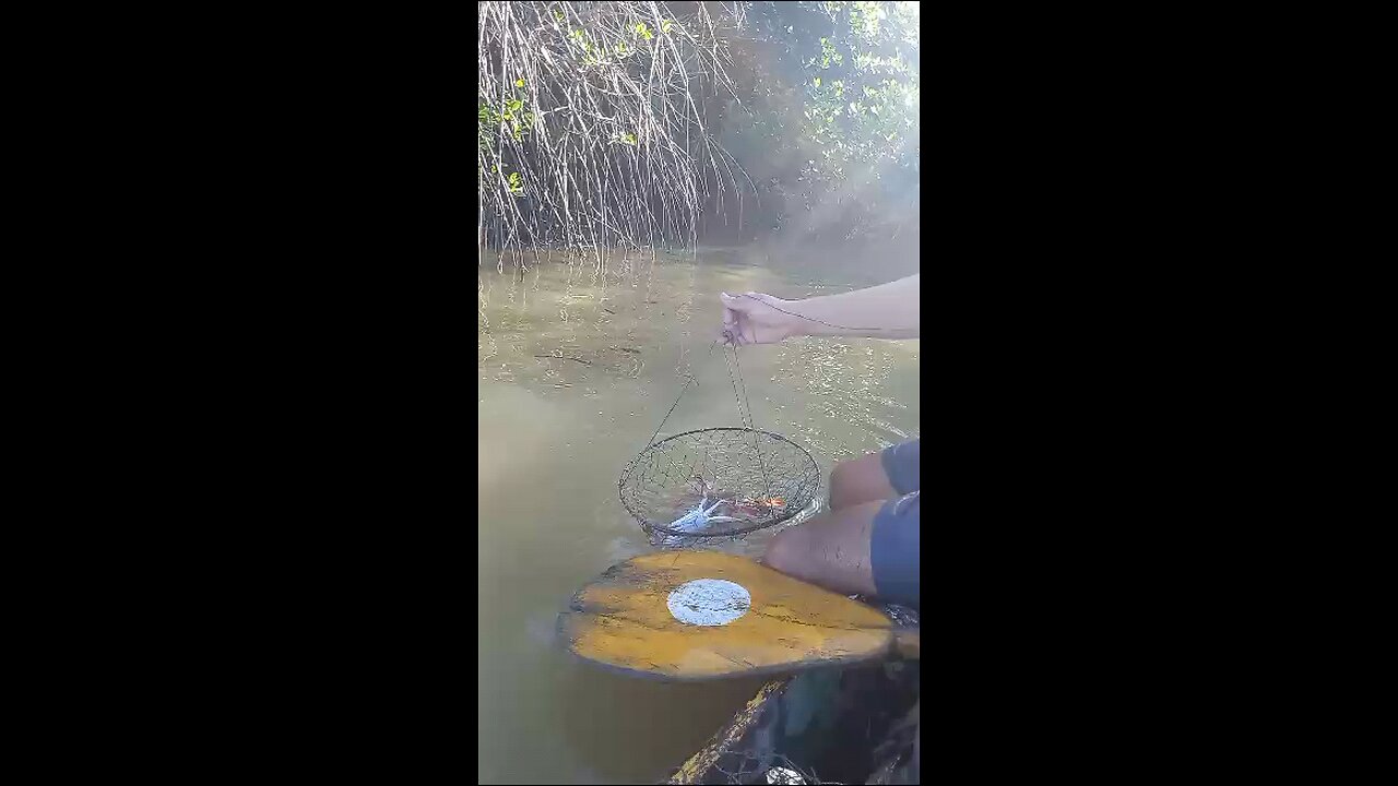 captured red crab in an estuary