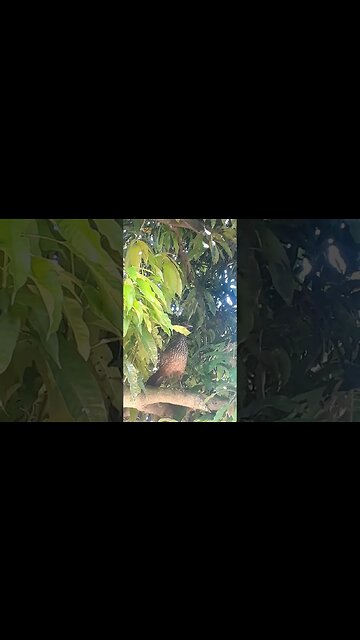 Jacuaçu em cima da árvore jacu