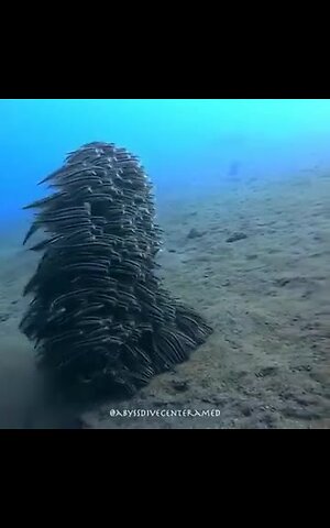 School of fish form to create a large sea creature
