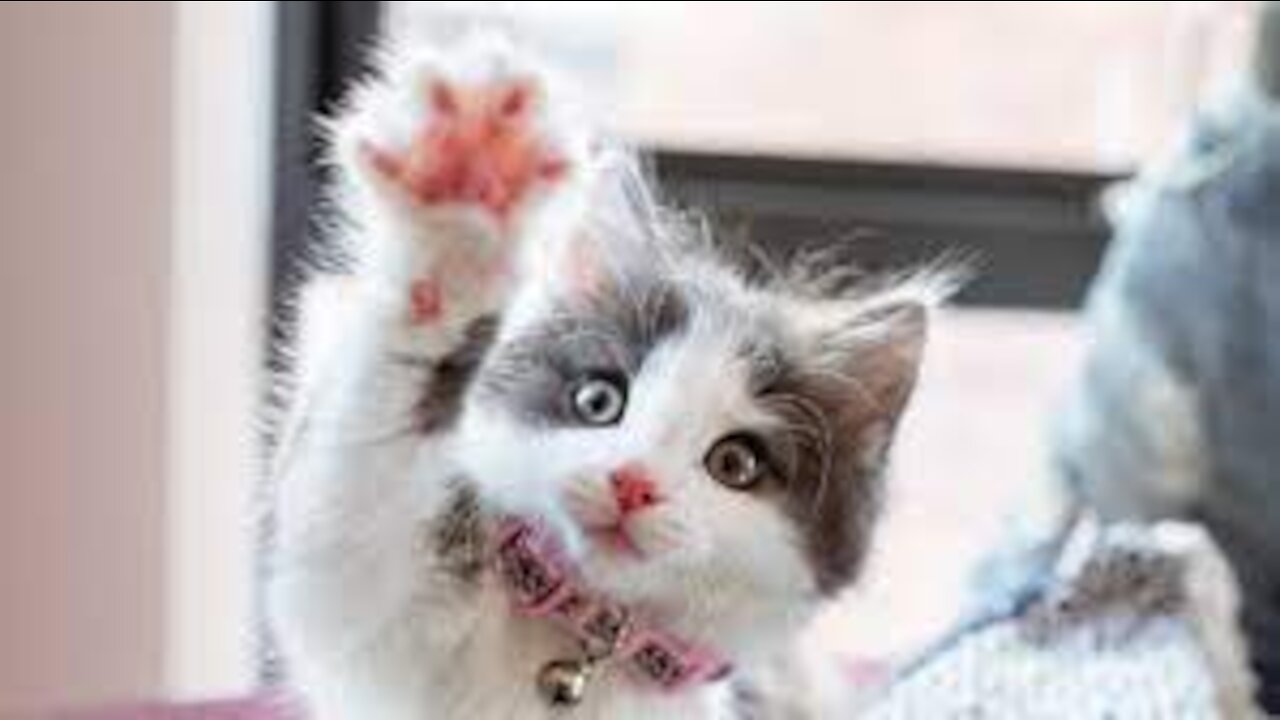 Cat against crypto