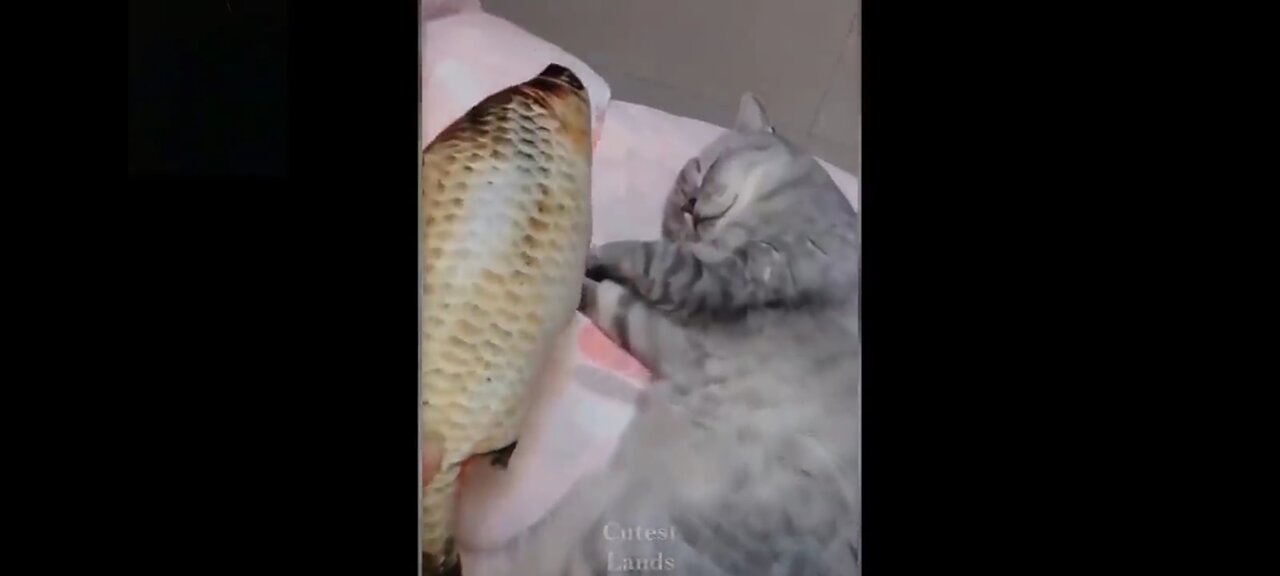 Cutest And Funny Pets