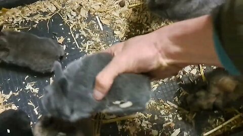 hopping BLUE VIENNA x Californian BABY RABBITS KITS 15 DAYS OLD: Blue Black Agouti/Isabella konijnen