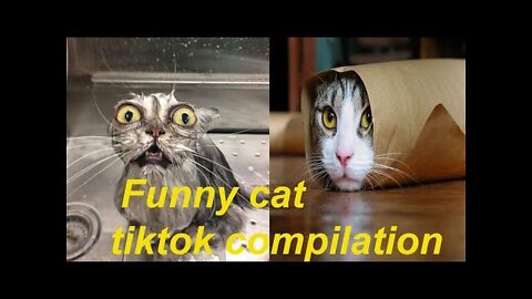 Pinterest Cats being..CATS😼~ Funny cat tiktok compilation