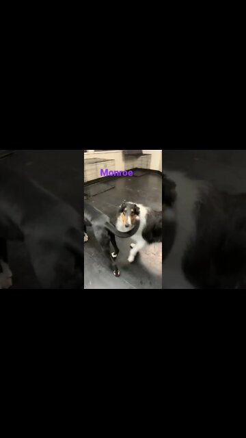 [Shorts 0088] MONROE [#dogs #doggos #doggies #puppies #dogdaycare]