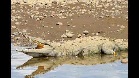 crocodile