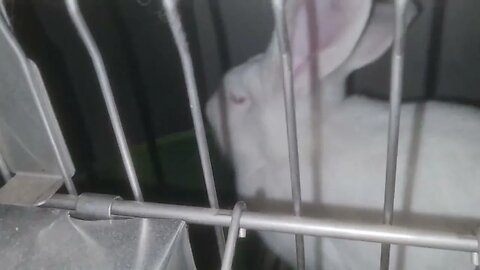 Rabbits enjoying banana leaves. Konijnen genieten van bananenbladeren