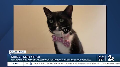 Milo Crouton the cat is up for adoption at the Maryland SPCA