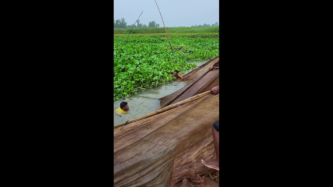 পুকুর থেকে কিভাবে বড় বড় মাছ ধরে দেখুন।