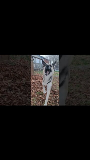 Maple Made You Look #shorts #shepsky #dogmeme