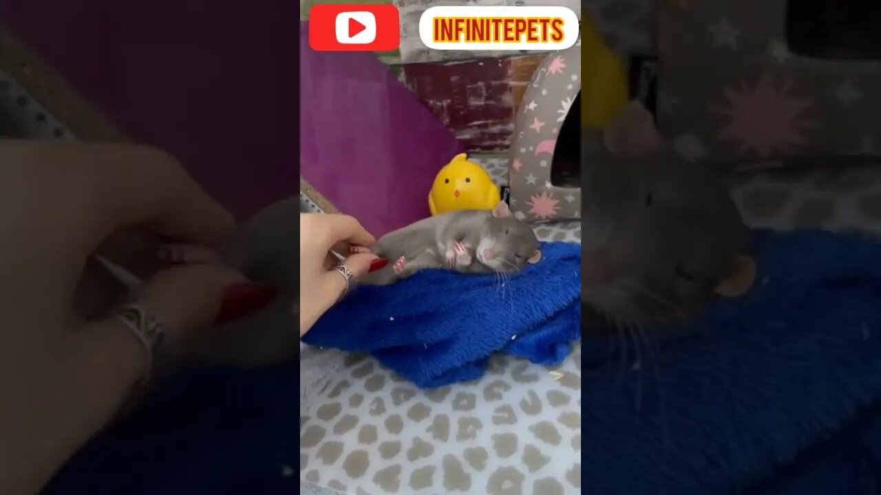 ❤️ Beautiful Video Jerry 🐁🐀 Is Sleeping #shorts #entertainment #funnyvideo #infinitepets