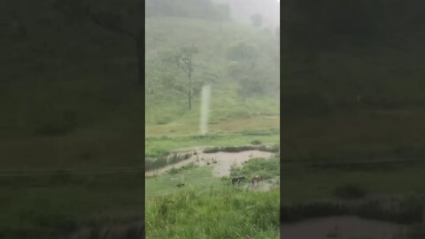 Horses stand in torrential rain as it floods they don’t join the herd in the sheltered high ground?