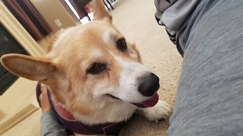 Isaac the Corgi likes to Dig