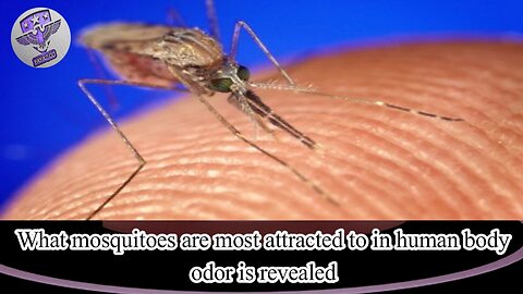 What mosquitoes are most attracted to in human body odor is revealed