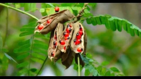 Nature's Hidden Dangers: Stay Safe by Knowing Toxic Plants