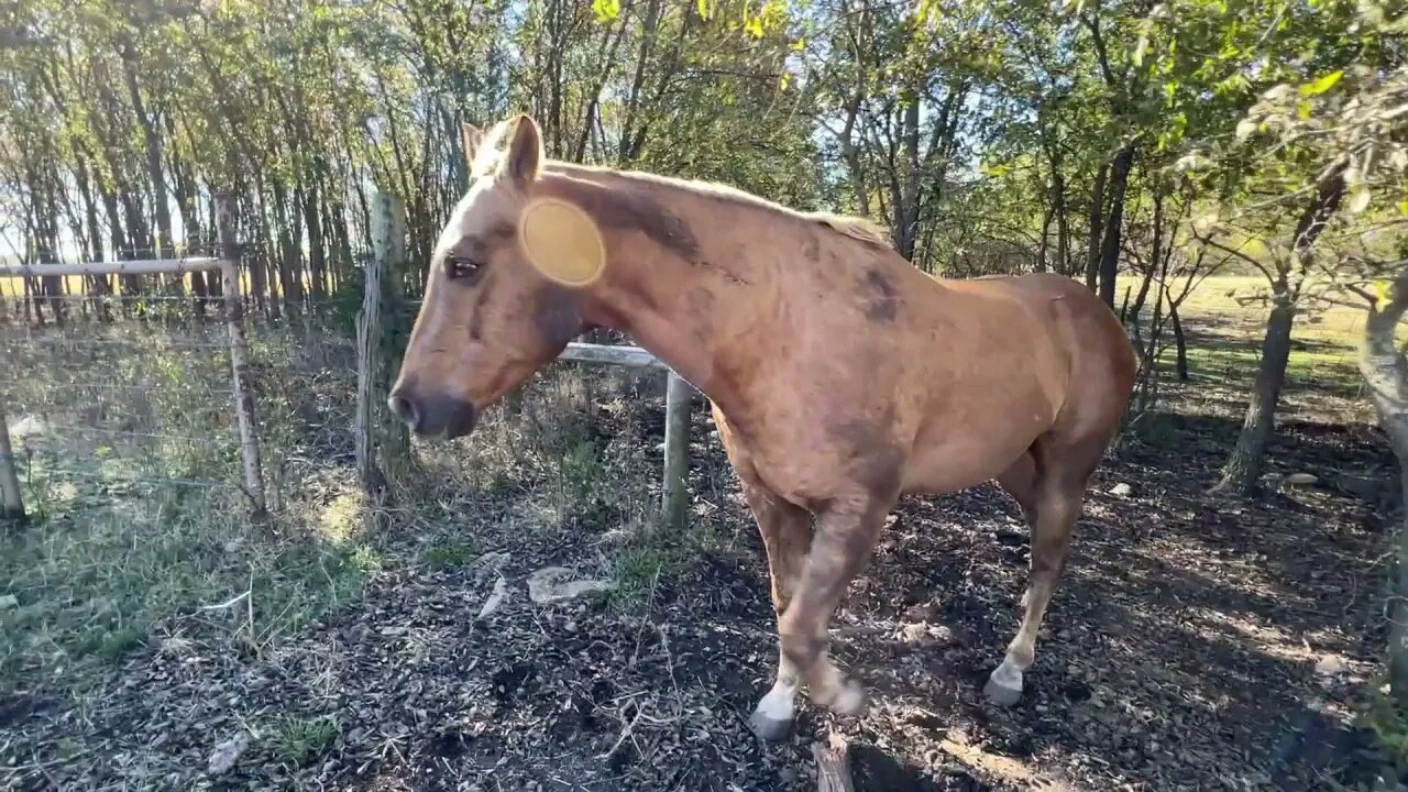 Boys Escaped & Got Trapped In Barbed Wire Fenced Area - Horse Will Find A Way