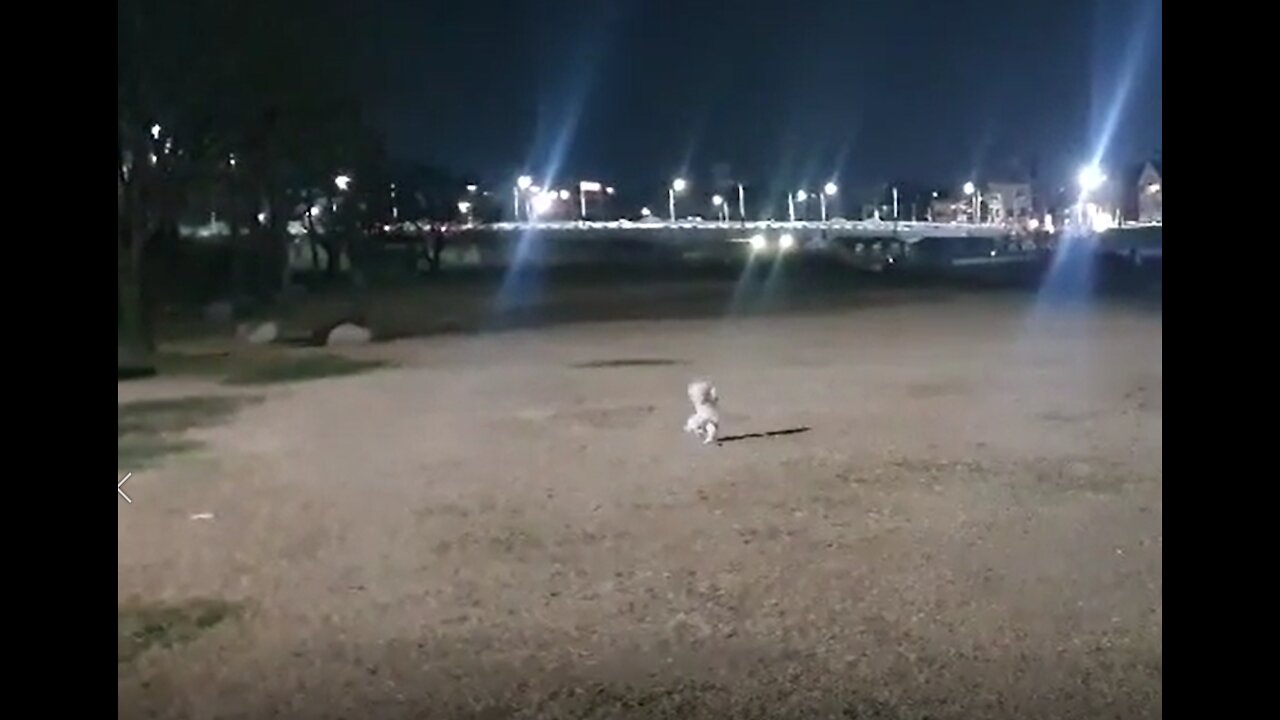 A handstander puppy