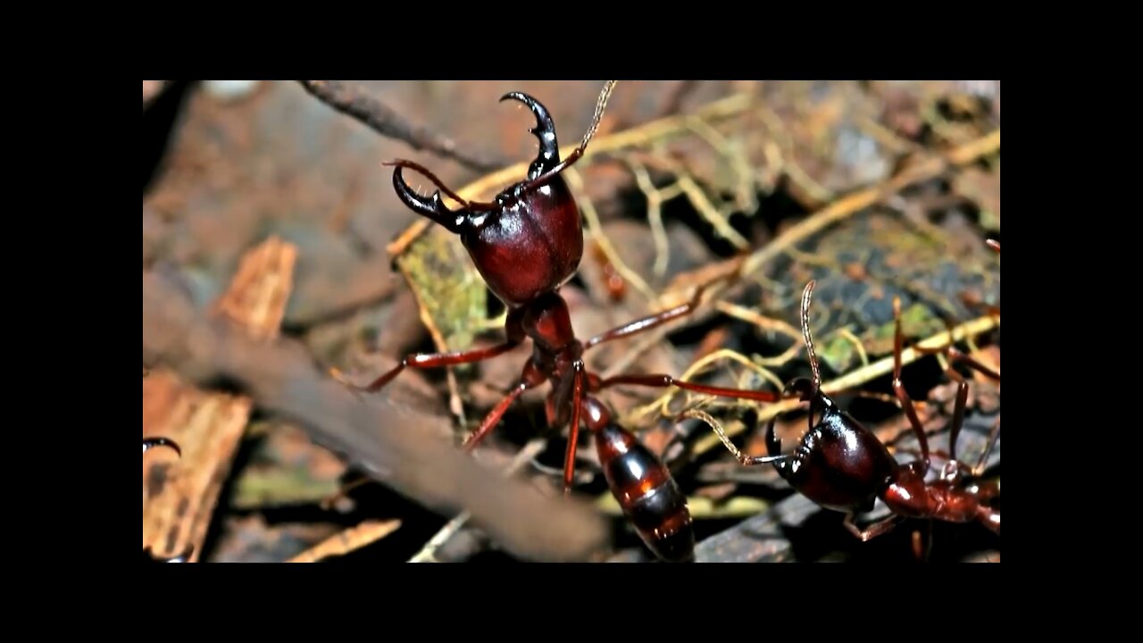 Los 10 insectos más peligrosos del mundo