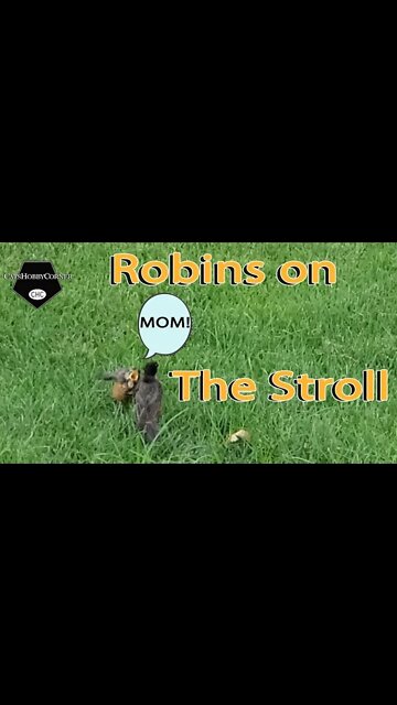 Momma Robin and Baby Strolling