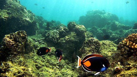 Hawaii May Be First State To Ban Sunscreen Harmful To Ocean Ecosystems