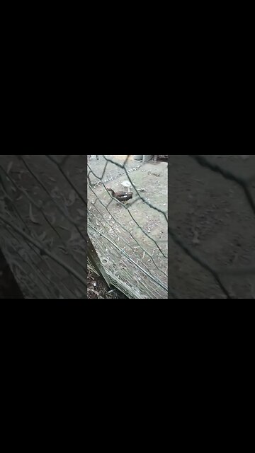 Mother muscovy duck flying back to her ducklings