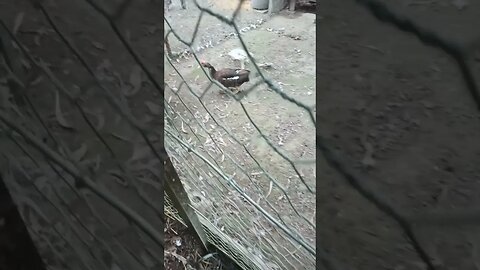 Mother muscovy duck flying back to her ducklings