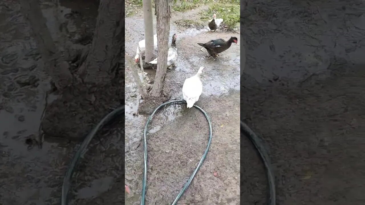 Good morning Muscovy girls